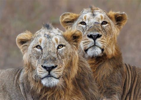 10 Things You Need To Know About Asiatic Lions | Nature inFocus