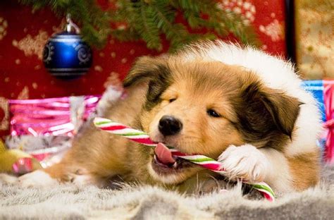 wallpaper Christmas animals - - Yahoo Image Search Results | Merry christmas dog, Christmas dog ...