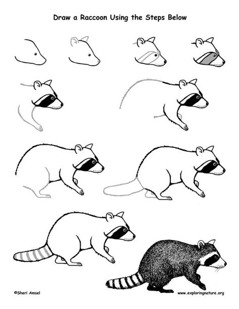 Raccoon Drawing Lesson -- Exploring Nature Educational Resource | Raccoon drawing, Animal ...