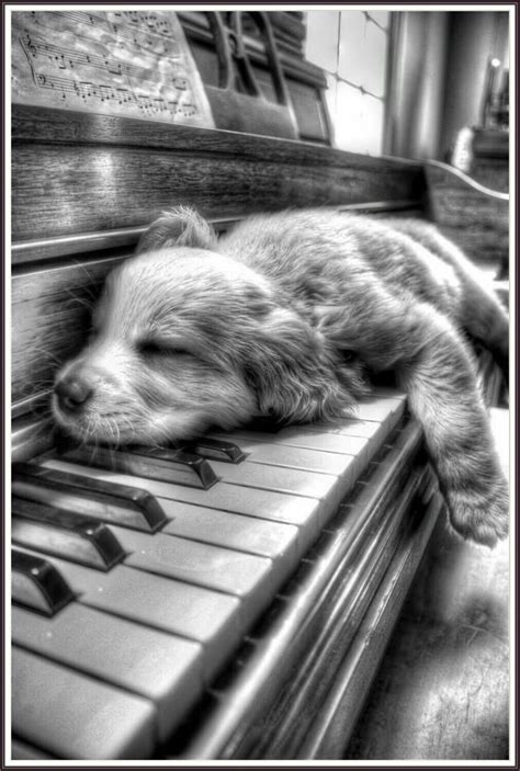 Piano Dog