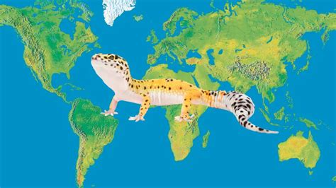 Where Do Leopard Geckos Come From? - Leopard Gecko Habitat