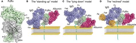 Frontiers | The Neonatal Fc Receptor (FcRn): A Misnomer?