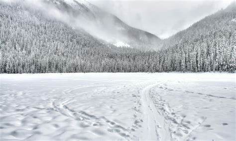 Snow-covered Forest Field · Free Stock Photo