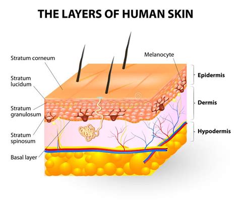 Layers Of Human Skin. Melanocyte And Melanin Royalty Free Stock Image ...