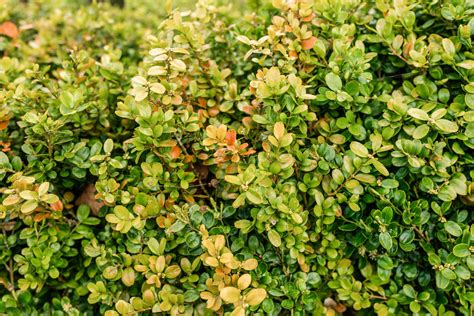 How to Grow and Care for Boxwood (Box) Shrubs