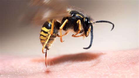 Wigan Wasp Sting Treatment - Wasp Nest Removal Wigan