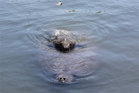 Cuteness Alert: Rehabilitated manatee calf returns to wild with its mom | Manatee, Cow calf ...