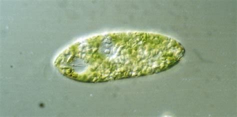 Euglena Cell Microscope