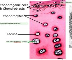 W14, 111715-1, Cartilage Flashcards - Cram.com