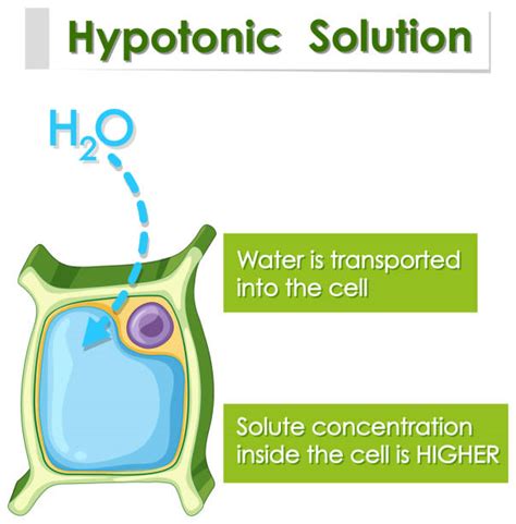 60+ Hypotonic Solution Stock Illustrations, Royalty-Free Vector Graphics & Clip Art - iStock