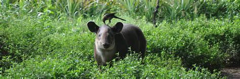 Baird’s Tapir | Tapir Specialist Group