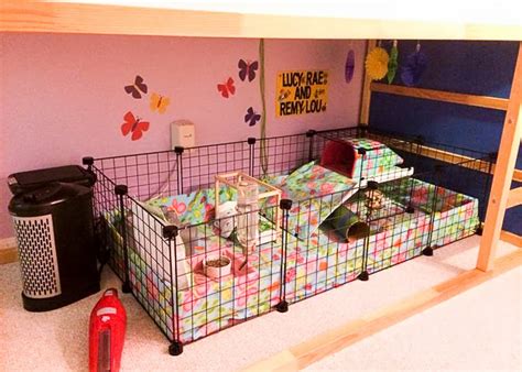 Guinea Pig-Pigs: Coolest Piggie Set Up Around