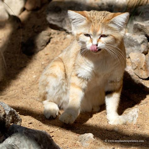 Sand Cat Habitat And Food