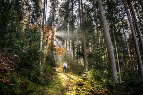 The best Hikes in the Northern Black Forest | Outdooractive