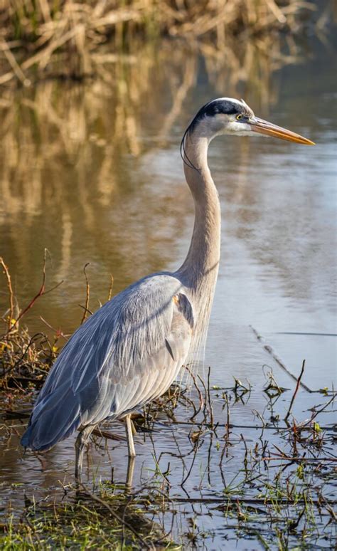 Blue Herons Symbolism: What Does it Mean to Dream About Blue Herons ...