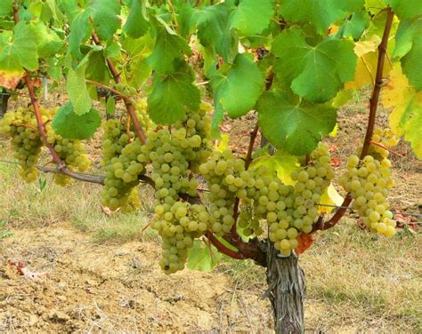 Sauvignon Blanc Wine Grape | The Wine Cellar Insider