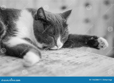 Common Gray Kitten Sleeping Isolated on the Gray Table. Pets at Home ...