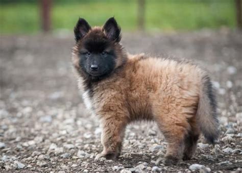 Belgian Shepherd Dog (Tervuren) vs Belgian Shepherd Dog (Malinois) - Breed Comparison