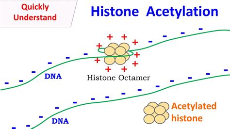 Histone Acetylation - YouTube