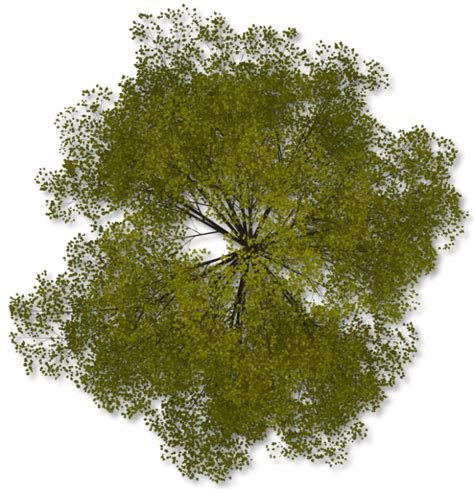 Top View Of Tree Png ,HD PNG . (+) Pictures - vhv.rs