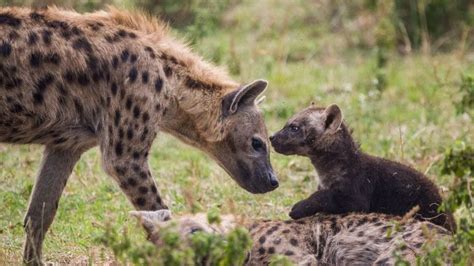 Waiting at home for dinner, hyena cubs are starving to death because ...