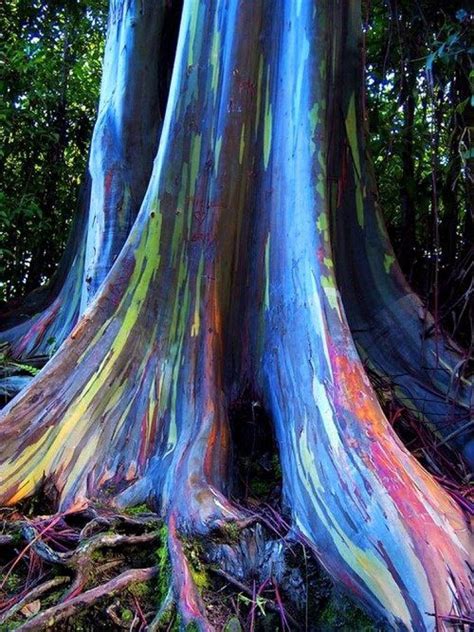 TV CANAL M MEXICO: ÁRBOL ARCOIRIS… Una obra de arte de la naturaleza