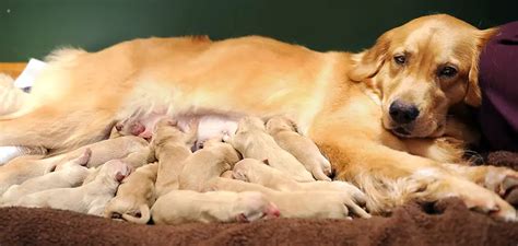 How to Induce Labor in Dogs | (Update: 2024) | My Pets Guide