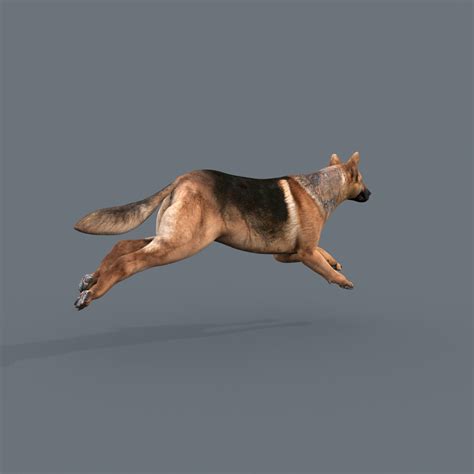 Dog animation - 3D model - TurboSquid 1404558