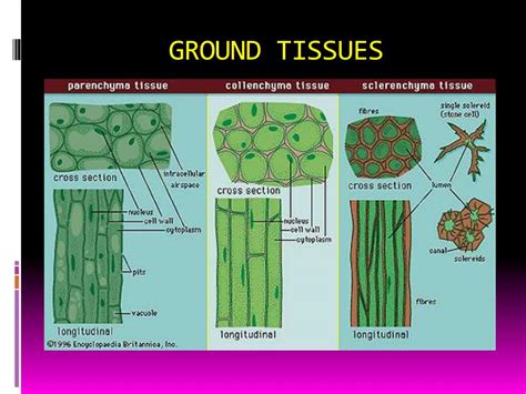 PPT - UNIT 4: PLANT TISSUE PowerPoint Presentation, free download - ID:2167750