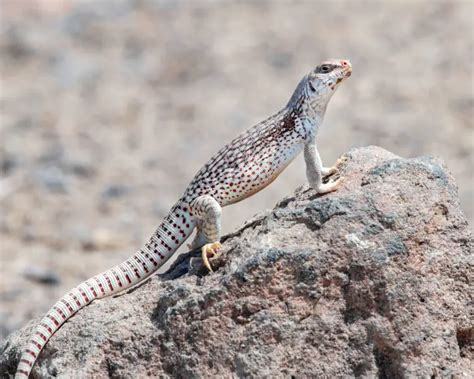 Desert Iguana - Facts, Diet, Habitat & Pictures on Animalia.bio