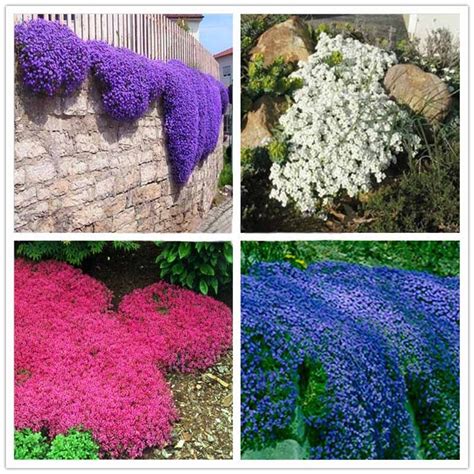 Climbing plant Creeping Thyme Seeds Blue ROCK CRESS Seeds Perennial Ground cover flower ,Natural ...