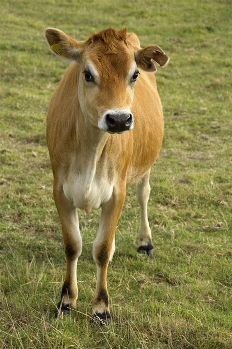 Jersey cow in field stock photo. Image of islands, cattle - 15568812