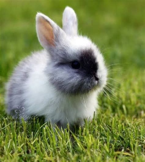 Cute Bunny pictures More at @#DodiFairy | Cute bunny pictures, Cute baby bunnies, Cute animals