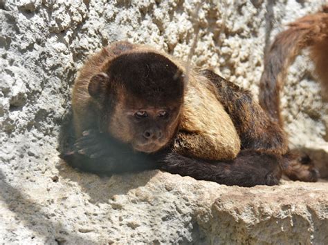 Sapajus apella / Tufted capuchin in Wildlife Park Malta