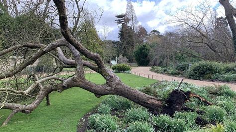 Cambridge University Botanic Garden's 'Newton's apple tree' falls in storm - BBC News