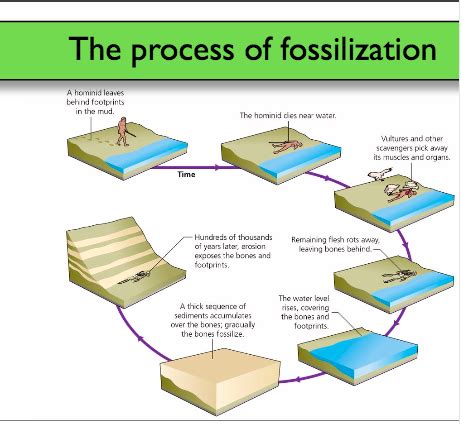 Fossilization - Janeidy Science