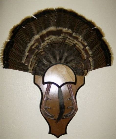 Gobbler fan and beard display | Archery Talk Forum