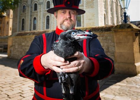 Tower of London welcomes first raven chicks in 30 years - BBC News