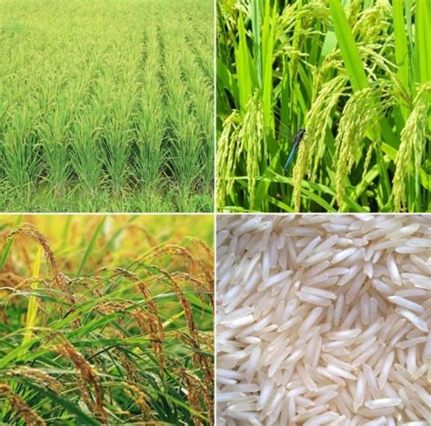 How to Grow Basmati Rice from Seed - A Full Guide | Agri Farming