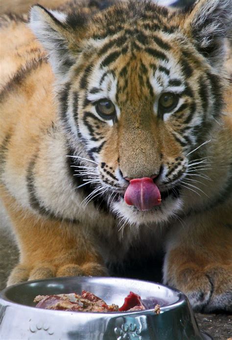 Tiger cub eating | Tiger Cub eating at Howletts Zoo | Paul Sal | Flickr