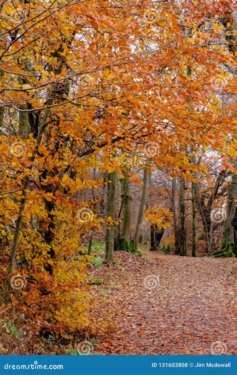 Some Autumn Colours in Scotlands Forrests Stock Photo - Image of fall ...