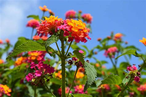 How to Grow and Care for Lantana Flowers | Gardener’s Path