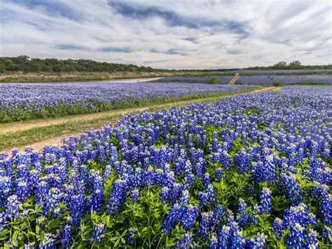 7 of the Best Places to See to Bluebonnets in Texas (+ FAQ!)