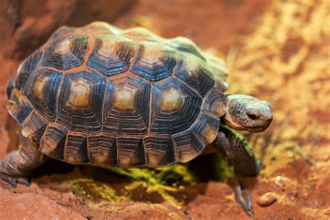 Desert tortoise - The Living Planet Aquarium