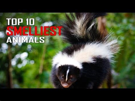 Top 10 Smelliest Animals