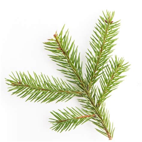 Norway Spruce Essential Oil Organic - Picea Abies