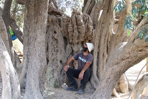 This Olive Tree in Bethlehem Has Stood for 5,000 Years - and this Man ...