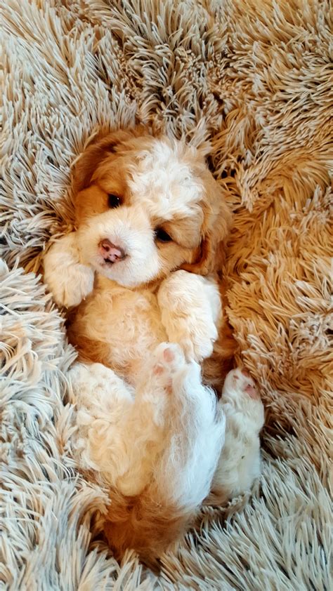 Bernedoodle Puppies For Sale | Abingdon, VA #301217