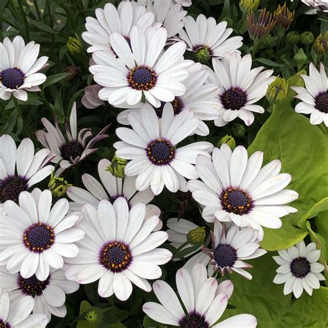 Osteospermum SOPRANO White - Buy African Daisy Annuals Online