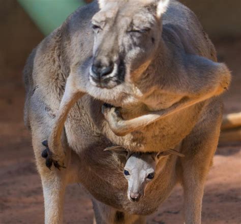 Busch Gardens Tampa Bay Welcomes Baby Red Kangaroos - Orlando Theme Park News